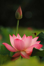 Lotus and bud