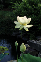 White lotus